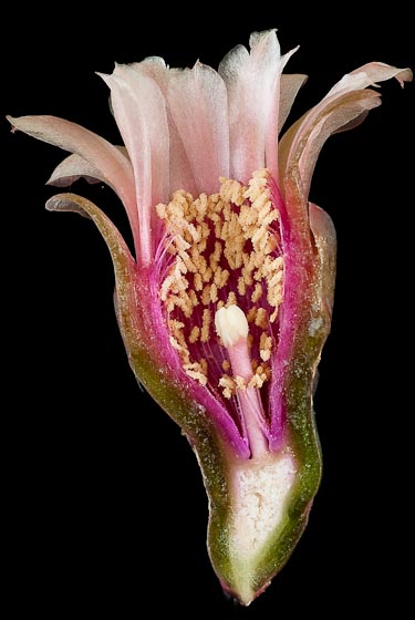 Gymnocalycium spegazzinii